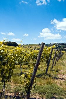Vineyards Stock Images Vineyards Stock Images