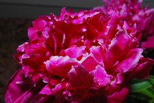 Blooming Peony Royalty Free Stock Photos Blooming Peony Royalty Free Stock Photos