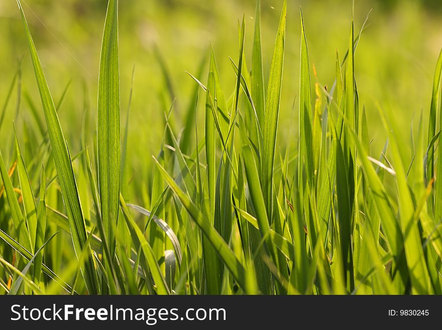 Detail of grass in sunlight