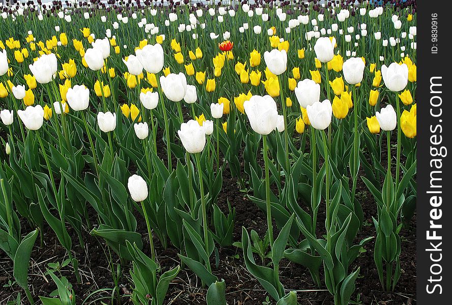 Yellow and white tulips green grass