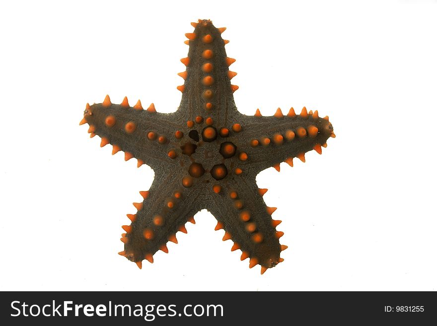 Sea Star isolated on white background.