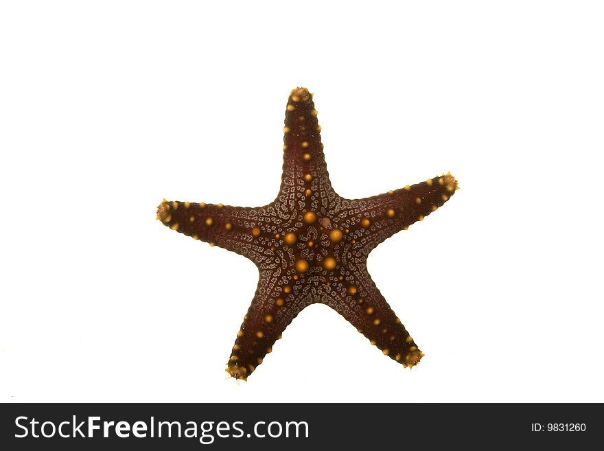 Sea Star isolated on white background.