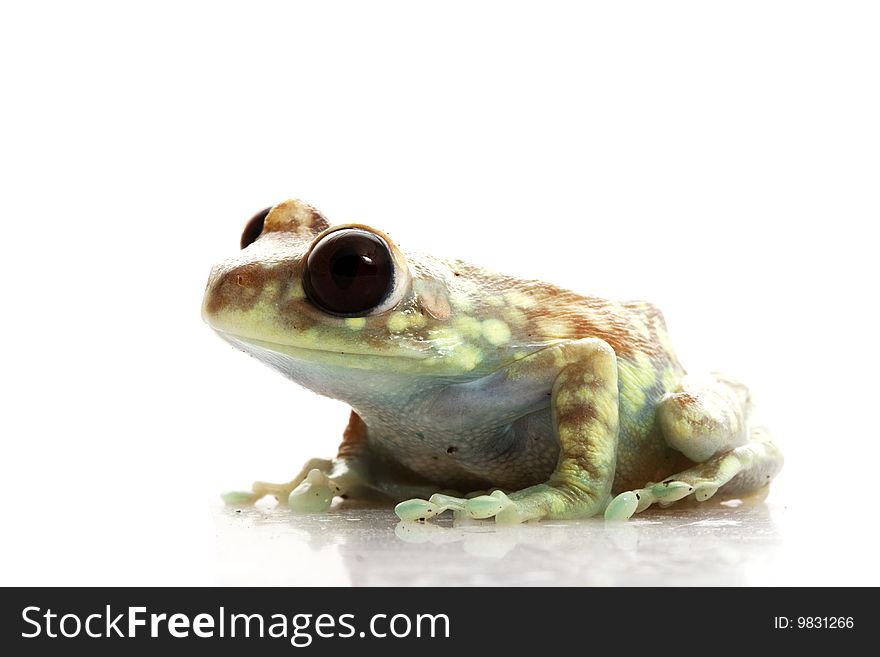 Mountain Reed Frog (Hyperolius puncticulatus) isolated on white background.