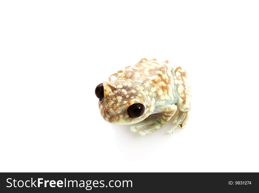 Mountain Reed Frog (Hyperolius puncticulatus) isolated on white background.