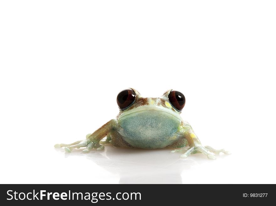 Mountain Reed Frog (Hyperolius puncticulatus) isolated on white background.