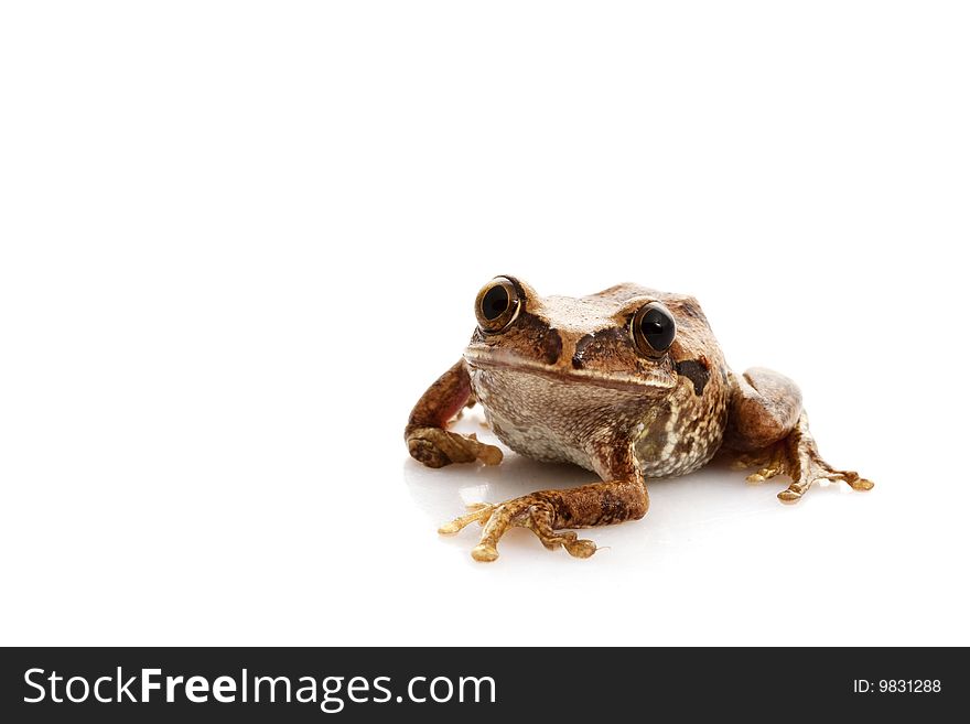 Big-eyed Tree Frog (Leptopelis vermiculatus) isolated on white background.