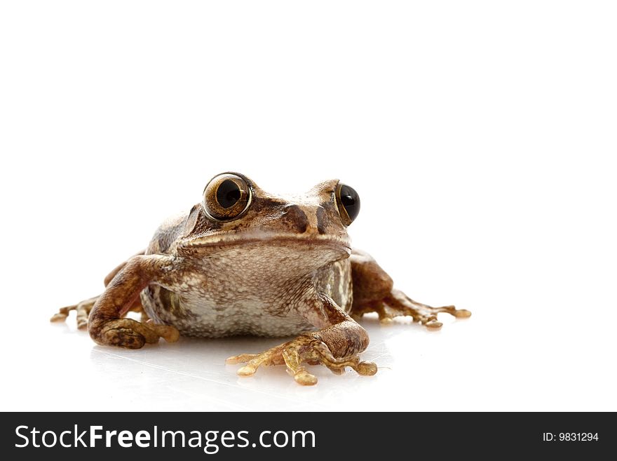 Big-eyed Tree Frog (Leptopelis vermiculatus) isolated on white background.