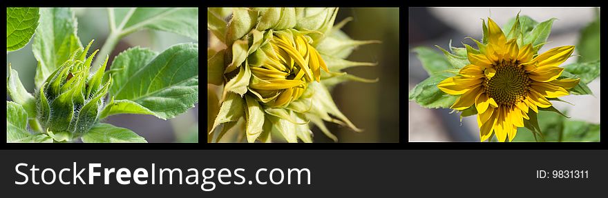 Triptych of sunflower