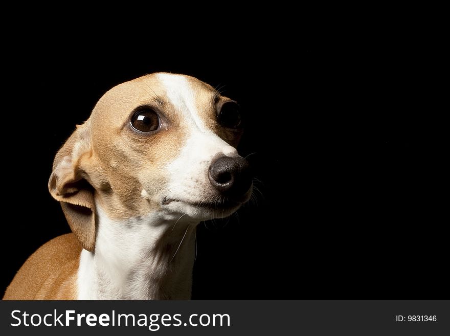 Italian Greyhound isolated on black background.