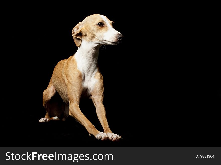 Italian Greyhound isolated on black background.