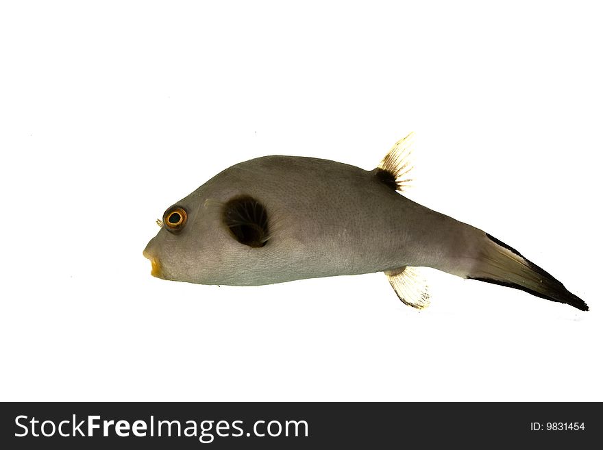 Immaculate Pufferfish