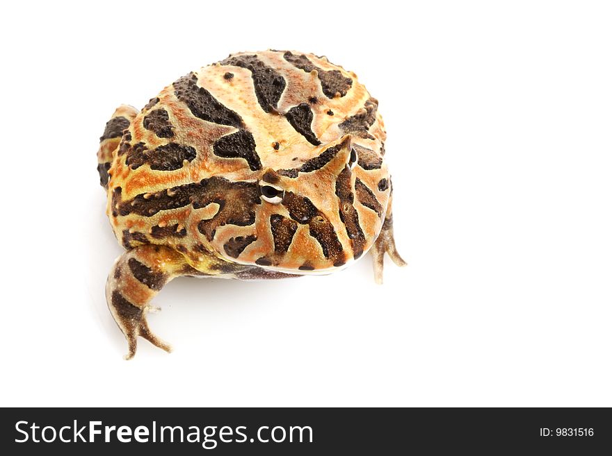 Fantasy Frog (Ceratophrys) isolated on white background.