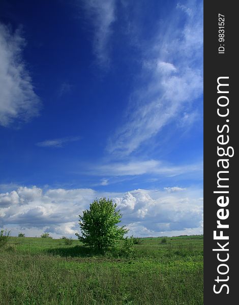 Tree in a green steppe and blue sky. Tree in a green steppe and blue sky