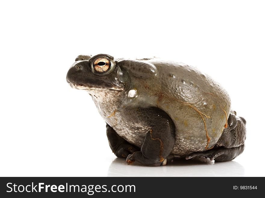 Colorado Bullfrog (Rana catesbeiana) isolated on white background.