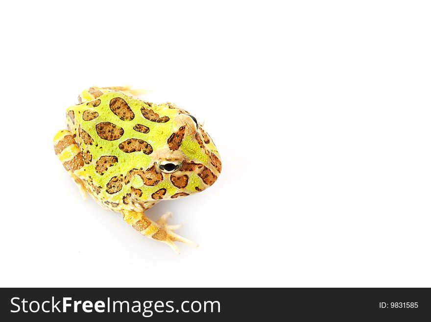 Horned Frog (Ceratophrys) isolated on white background.