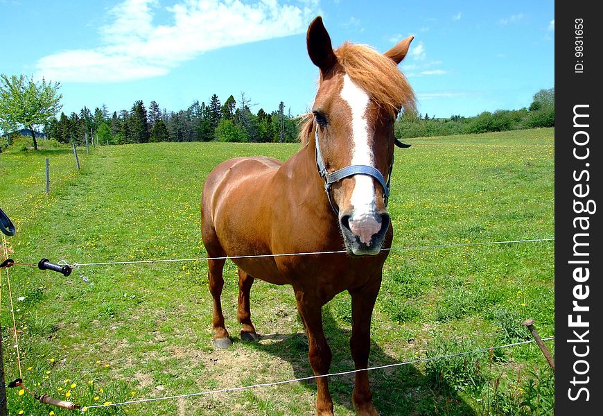 Bay horse close up, Lunenburg County Nova Scotia Canada