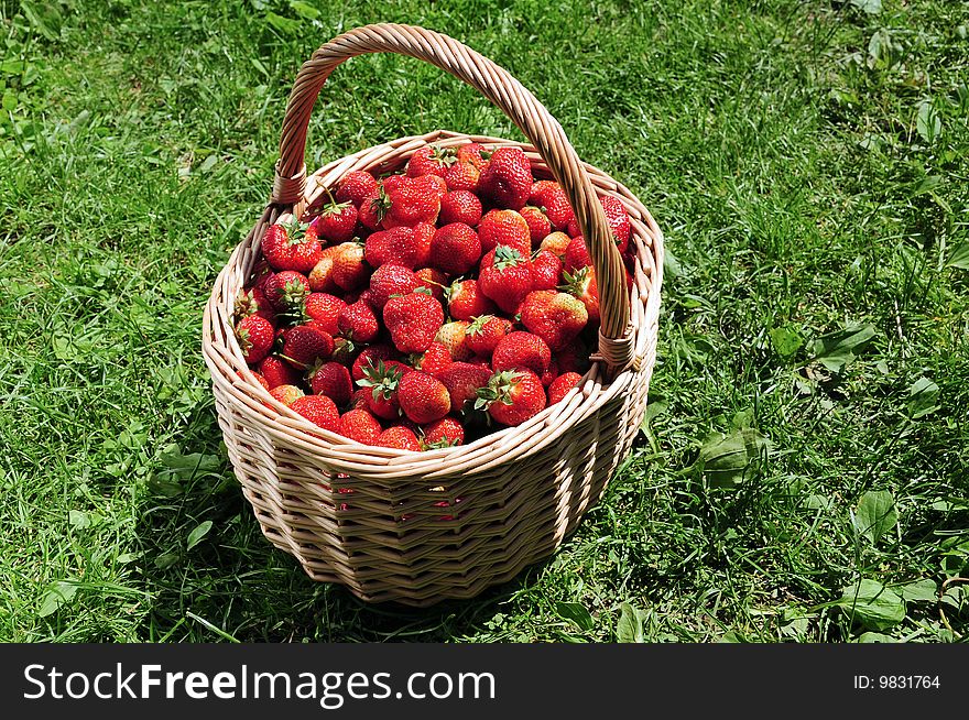 Red strawberry fruit in wooden basket on grass