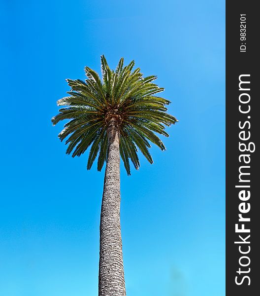 Picture of a palm tree isolated on a blue background.