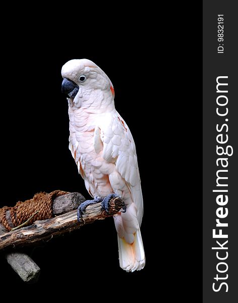 White parrot perched on a wooden stick with a black background