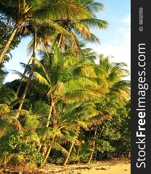 Tropical beach with golden sand and palm trees. Tropical beach with golden sand and palm trees