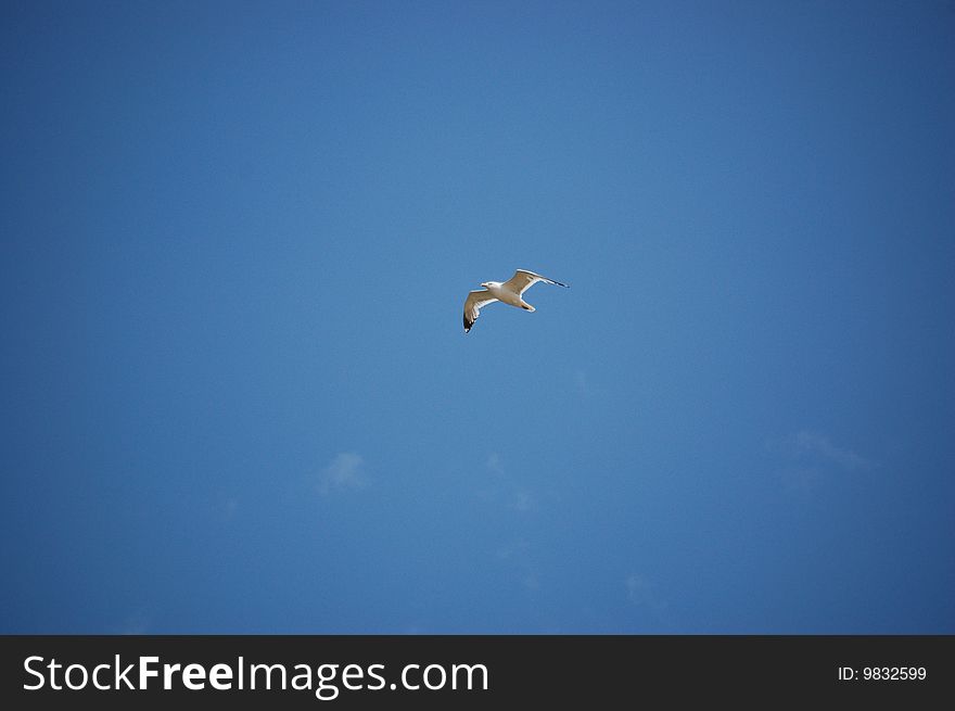 White gull, flying over the Baikal. White gull, flying over the Baikal.