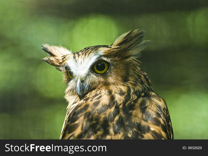 A portrait of an owl staring.