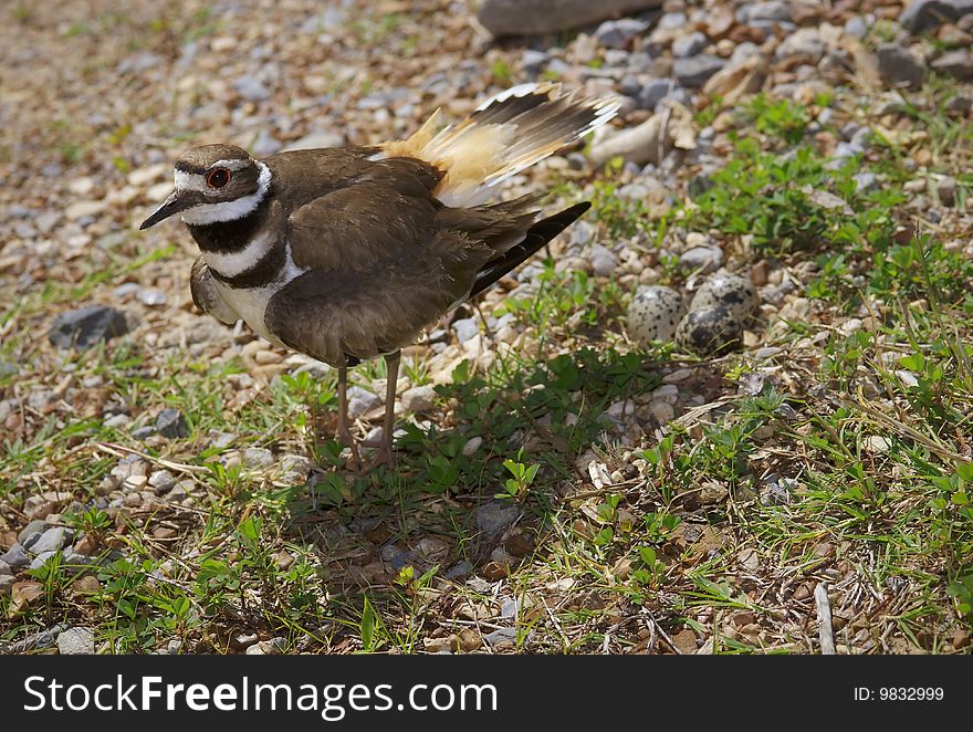 A killdeer (Charadrius vociferus) flares her tail and wings as she guards her pebbly nest. A killdeer (Charadrius vociferus) flares her tail and wings as she guards her pebbly nest.