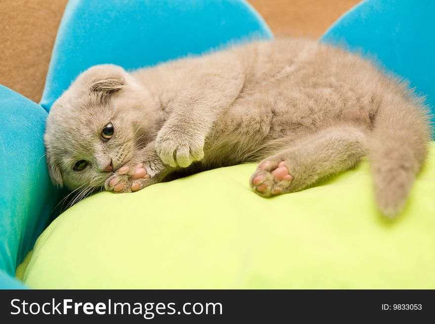 Scottish fold kitten lie on pillow