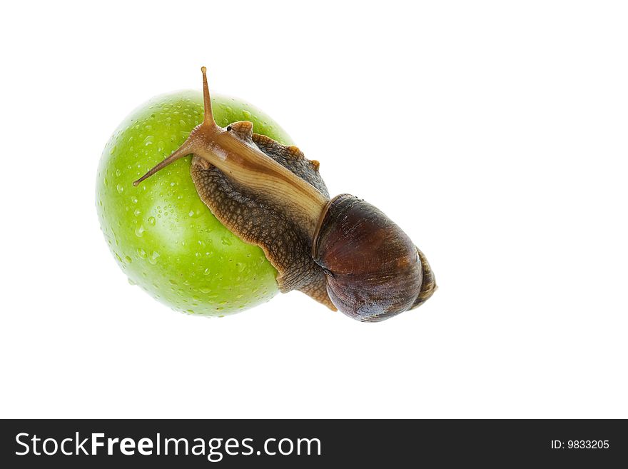 Snail and apple