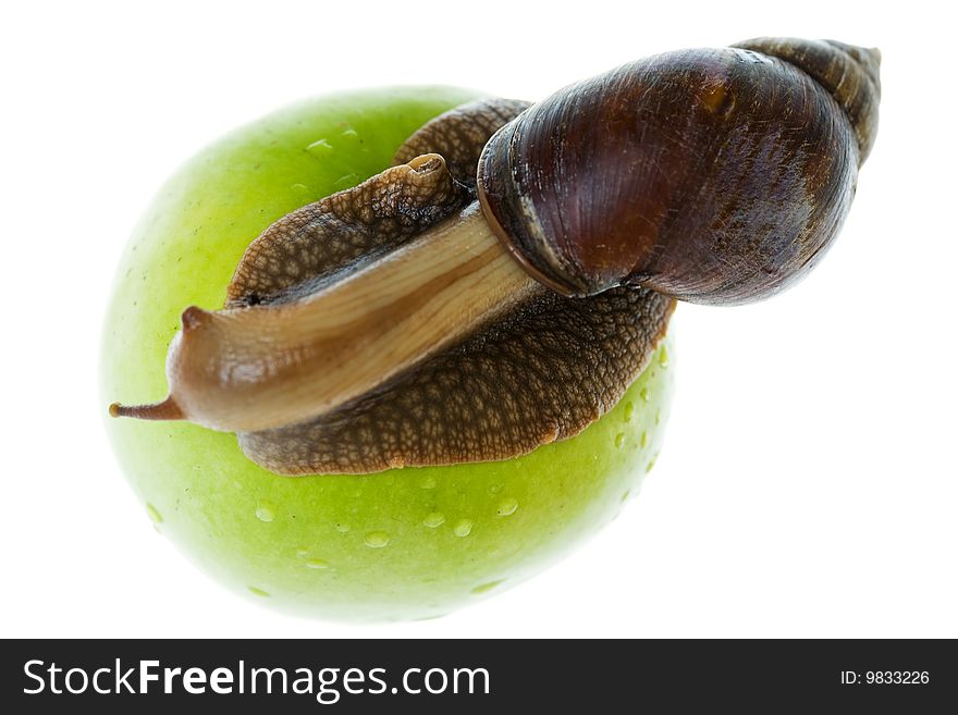 Snail And Apple