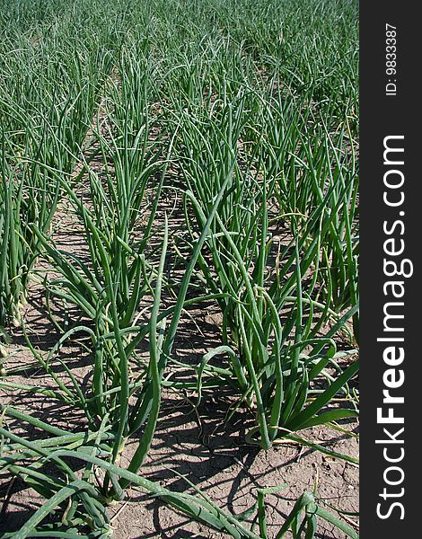 A field with green onions photographed in the early summer sun showing a commercially used acre. A field with green onions photographed in the early summer sun showing a commercially used acre