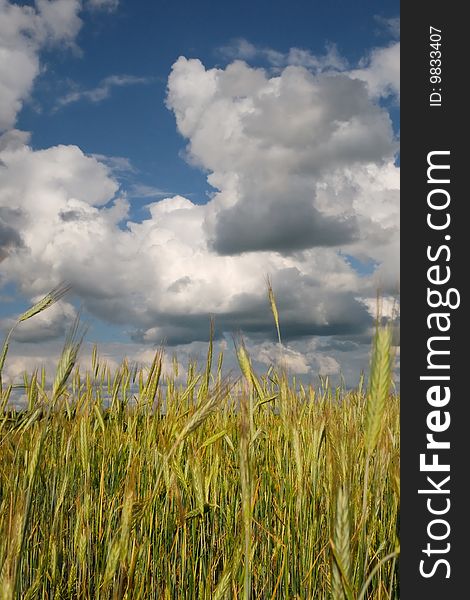 A rye field against blue sky with cumulus clouds