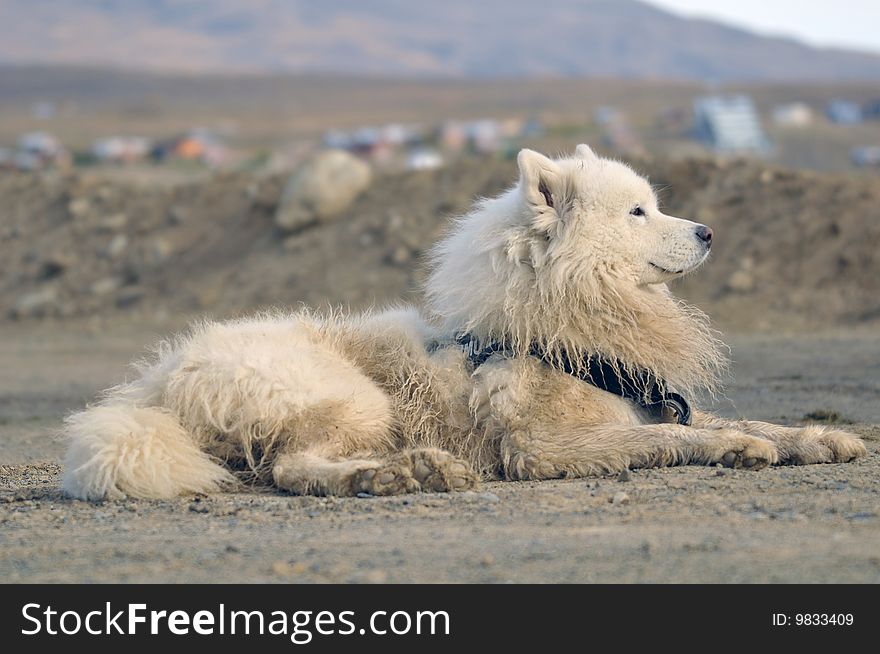 Photo of a resting and relaxing Samoyed dog after a long day of trekking and pulling the sleigh