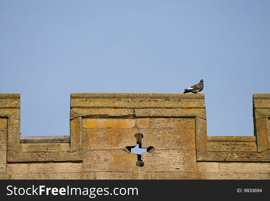 A pigeon standing on a castle parapet. A pigeon standing on a castle parapet.