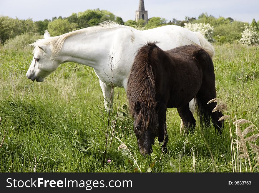 Ponies On The Fells