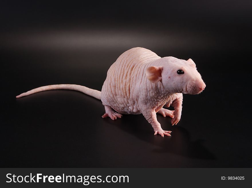 Male hairless rat Dumbo Sphynx breed standing on black. No isolated.