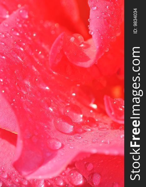 Macro of a pink rose with dew