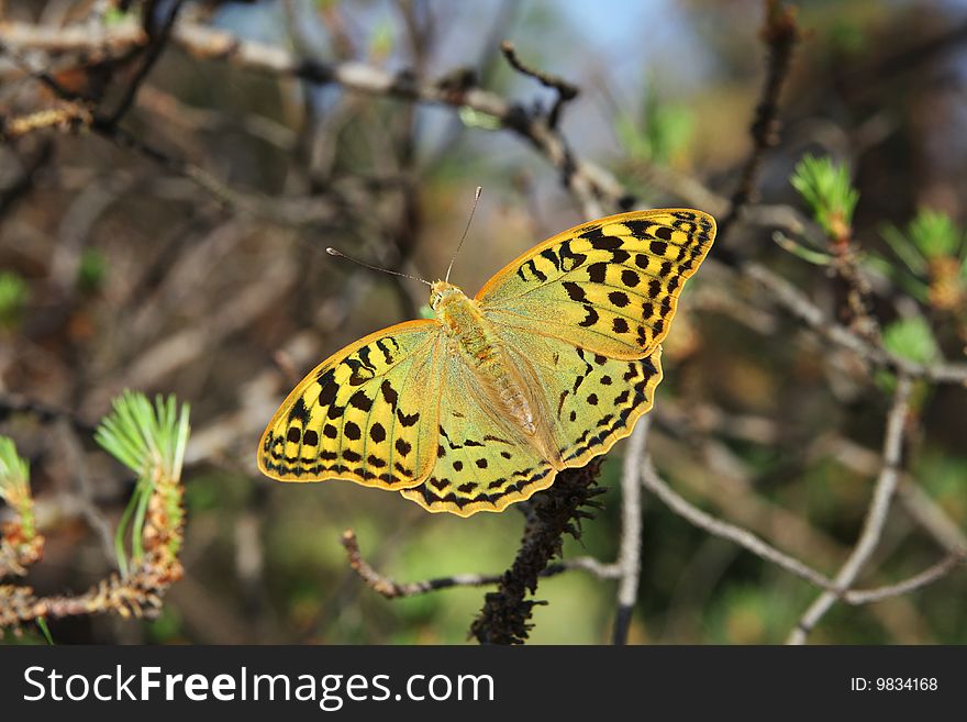 The greater beautiful butterfly sits on a branch of a pine. The greater beautiful butterfly sits on a branch of a pine