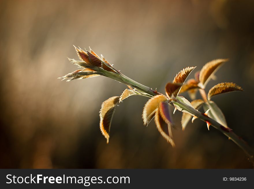 Wild rose bush in warm colors with shallow dof