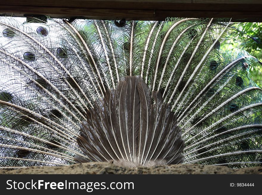 A behind look of a peacocks feathers. A behind look of a peacocks feathers