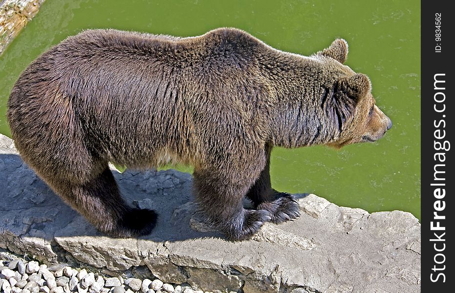 Brown bear. Latin name - Ursus arctos arctos. Brown bear. Latin name - Ursus arctos arctos