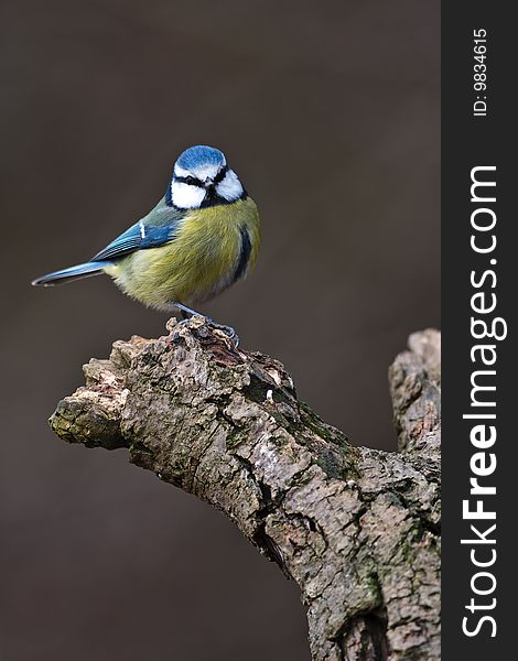 Blue Tit Sitting On A Branch