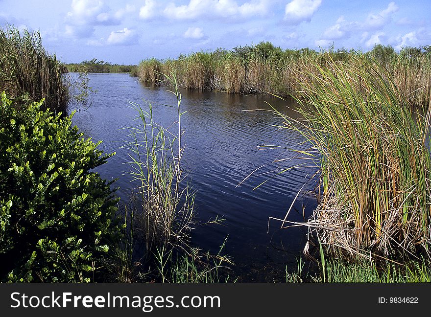 View of a lake surrounded by reeds and shrubs. View of a lake surrounded by reeds and shrubs