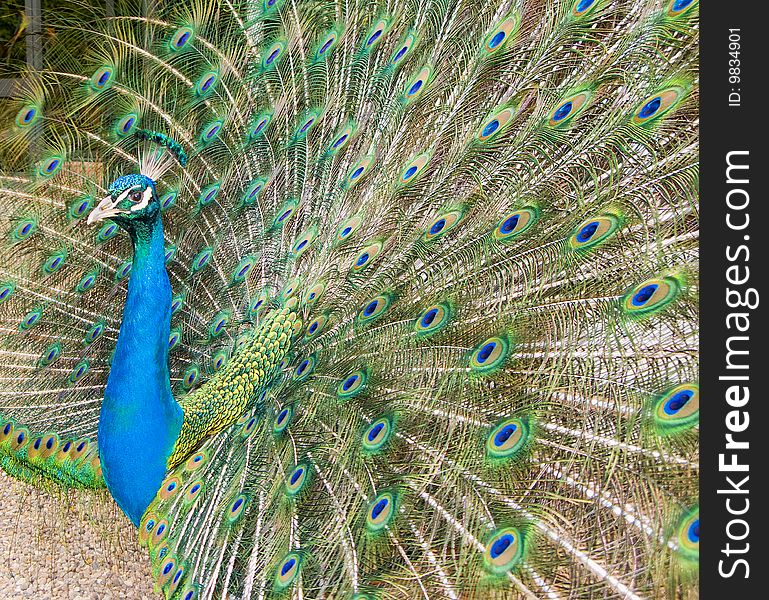 Close-up view of a peacock with its plumage on display
