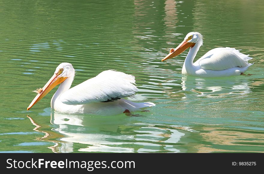 American White Pelicans swimming in a lake.