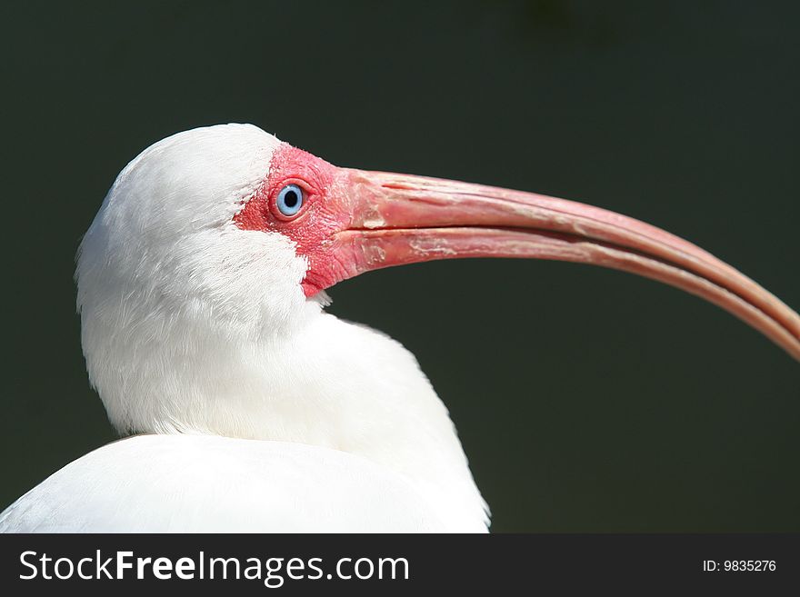 White Ibis in Miami Florida.