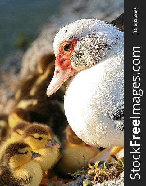 Muscovy Duck mother taking care of her chicks. Muscovy Duck mother taking care of her chicks.