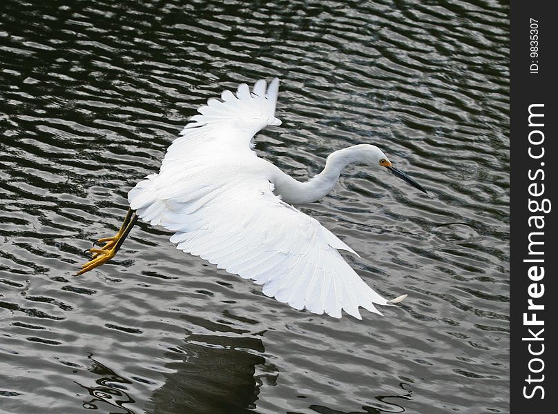 Snowy Egret flying over water hunting fish.