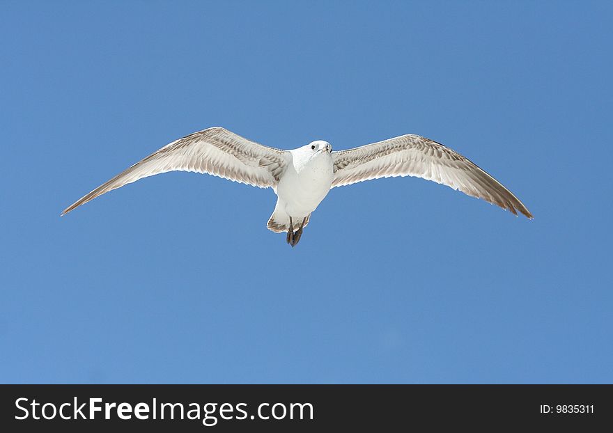 Ring-Billed Gull fling over Miami Beach.