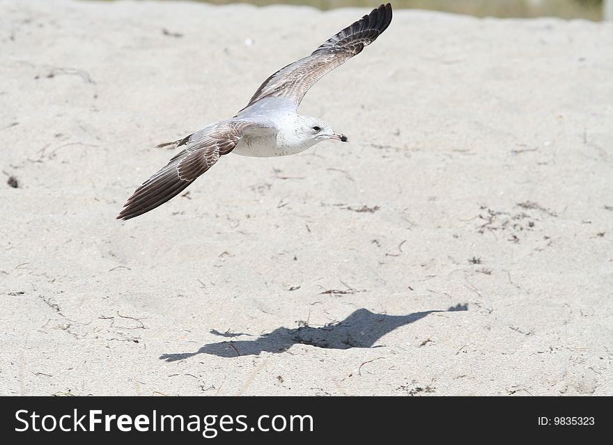 Ring-Billed Gull flying over Miami Beach.